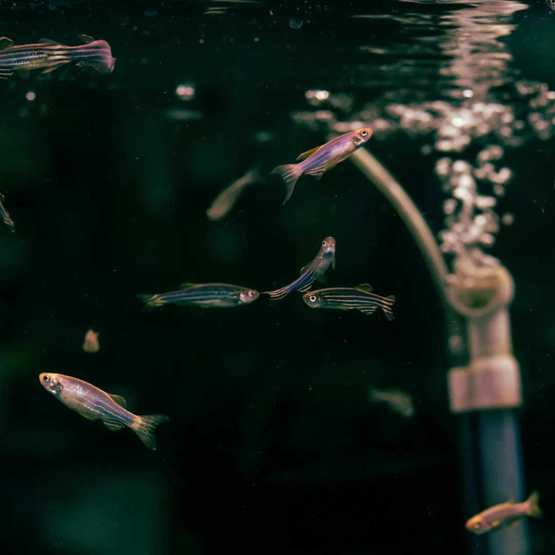 Peaceful community fish swimming in a planted tank