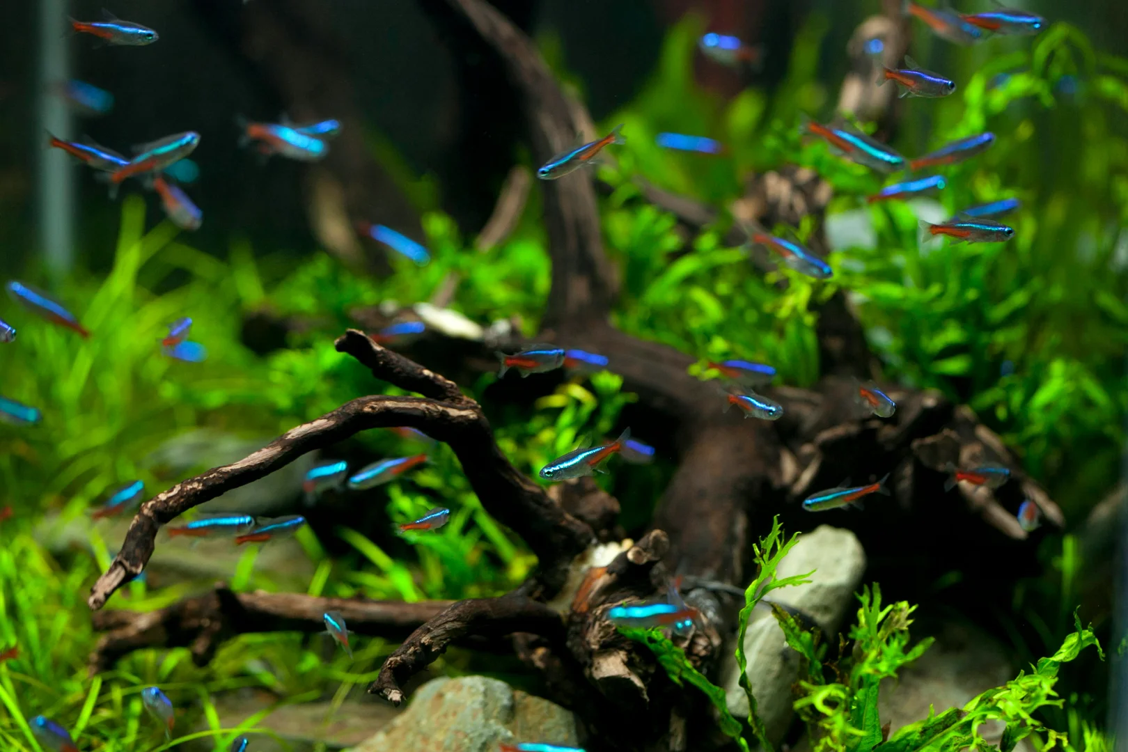Balanced aquarium displaying active fish and clear water