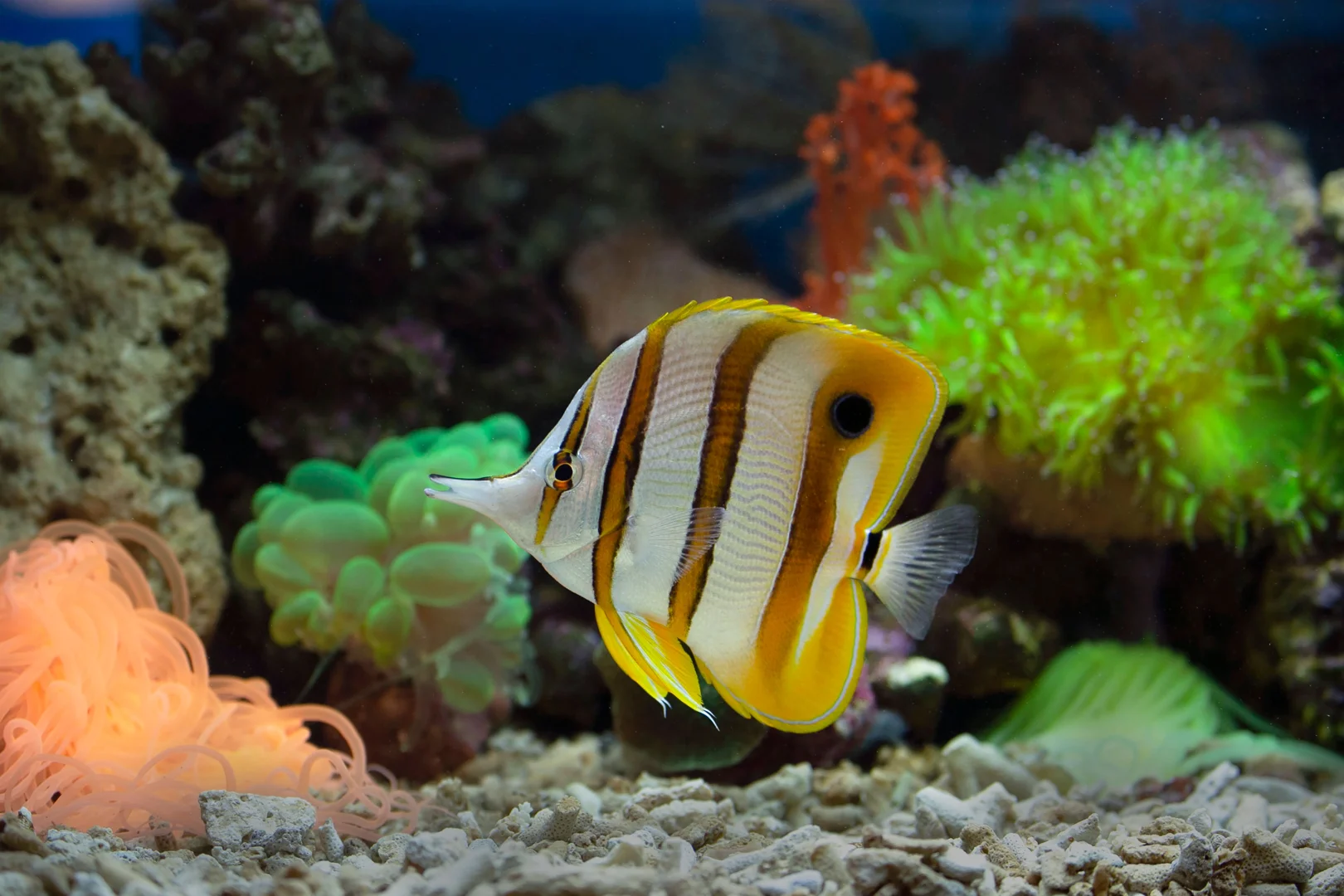 full spectrum LED light colours mixing over a planted tank