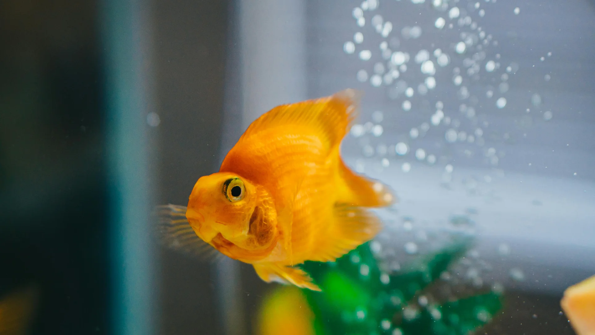 A diverse group of healthy freshwater fish swimming together in a beautifully aquascaped home aquarium