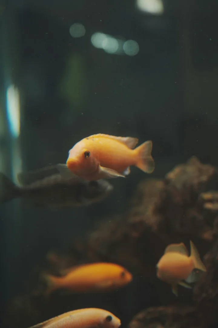 High-quality photography of vibrant tropical fish in a clean, modern home aquarium with clear water