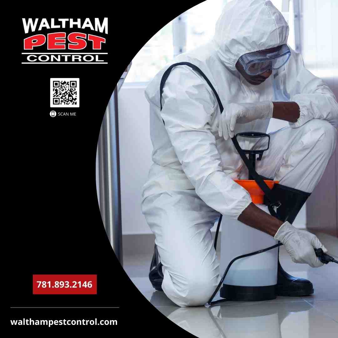 Waltham Pest Control professional - mouse traps near me Waltham Pest Control professional - mouse traps near me