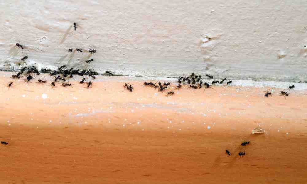 ant infestation - same day service pest control