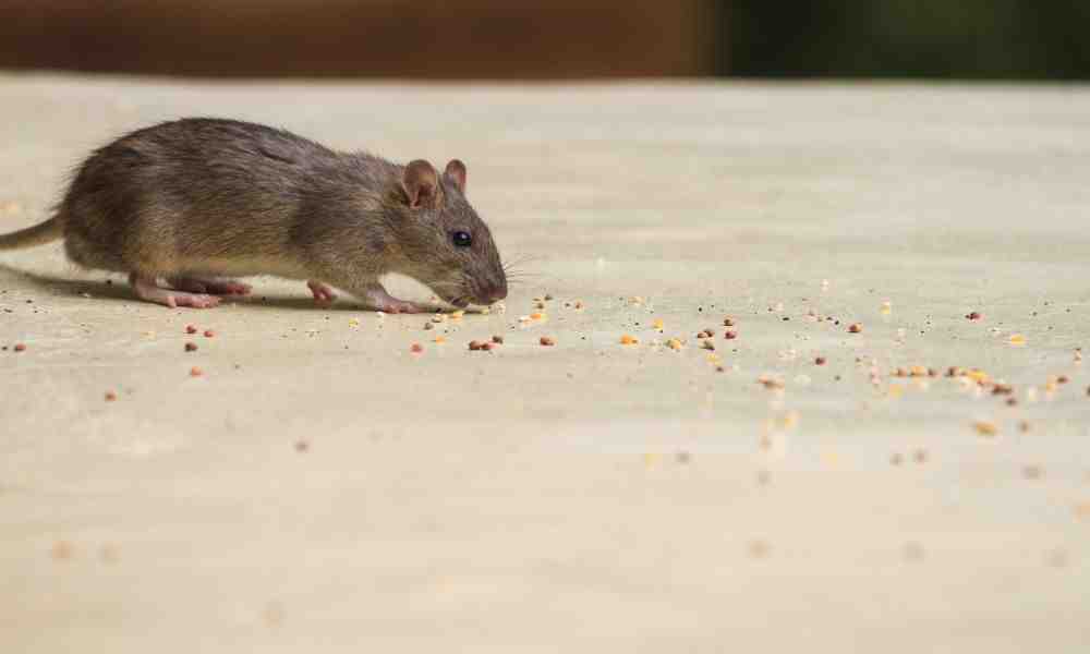 mice - pest control in newton ma