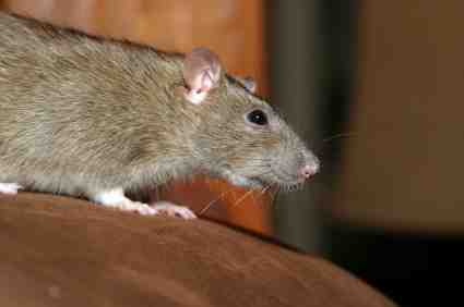 rat control - pest control chelmsford