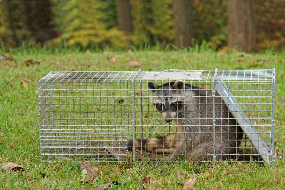 raccoon - pest control in newton ma