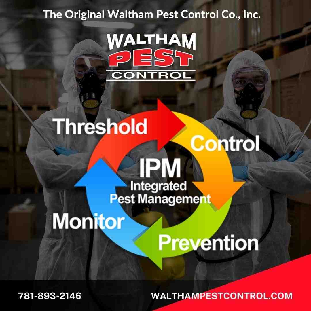 natural pest control methods - green pest control newton ma