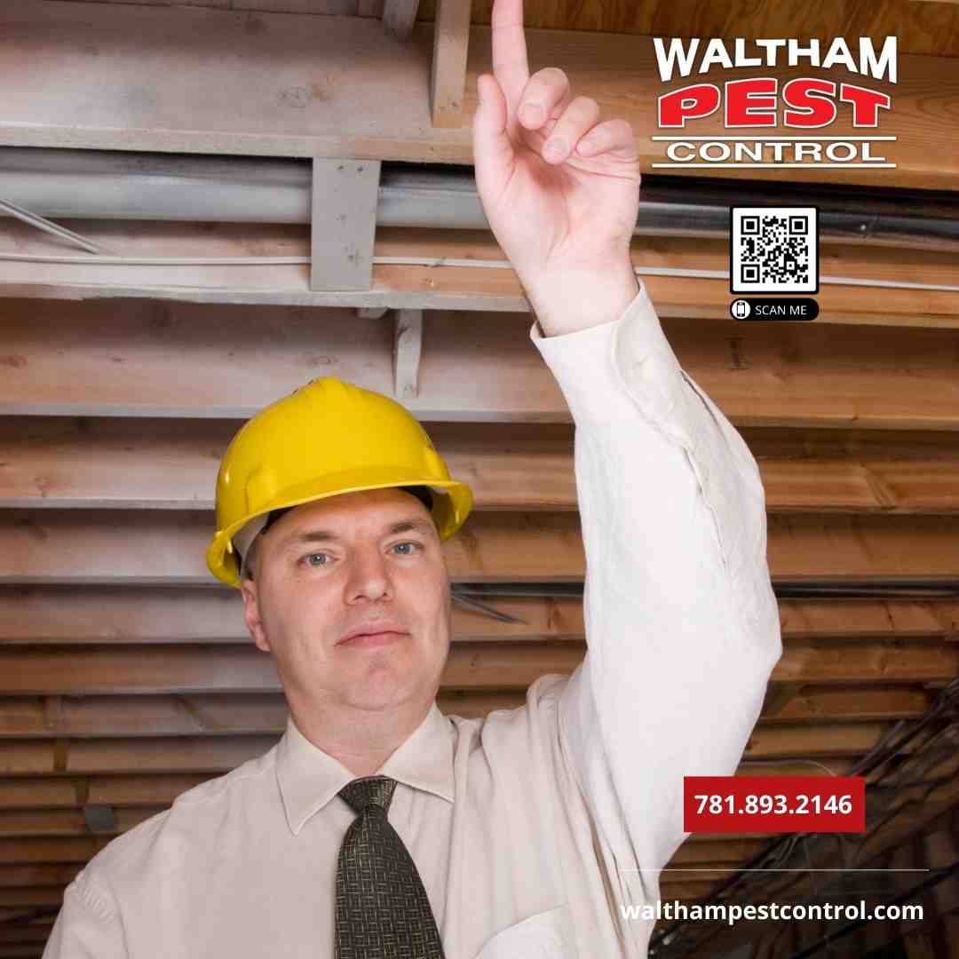 technician inspecting for pests like carpenter ants or termites - concord ma pest control