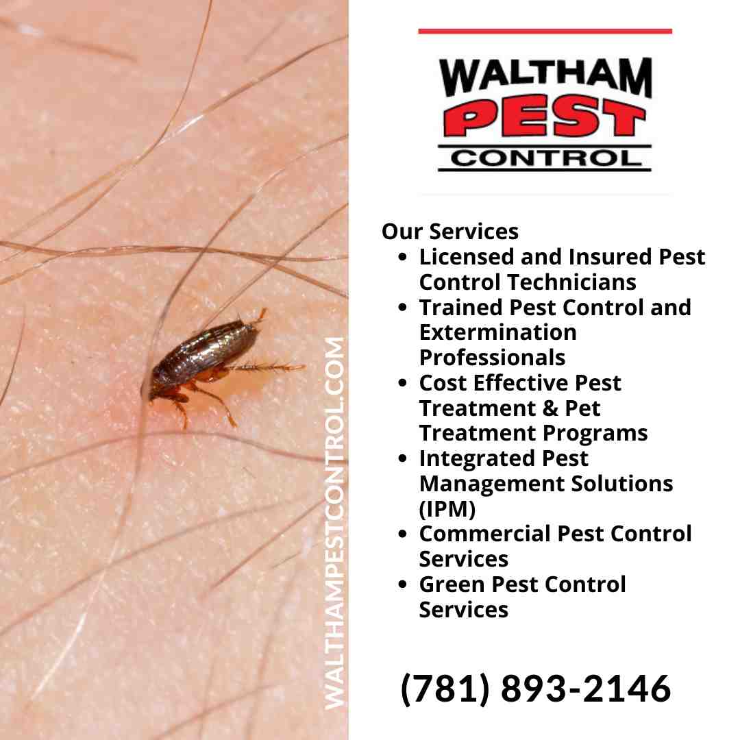 Pest Control - Pest Control Waltham MA