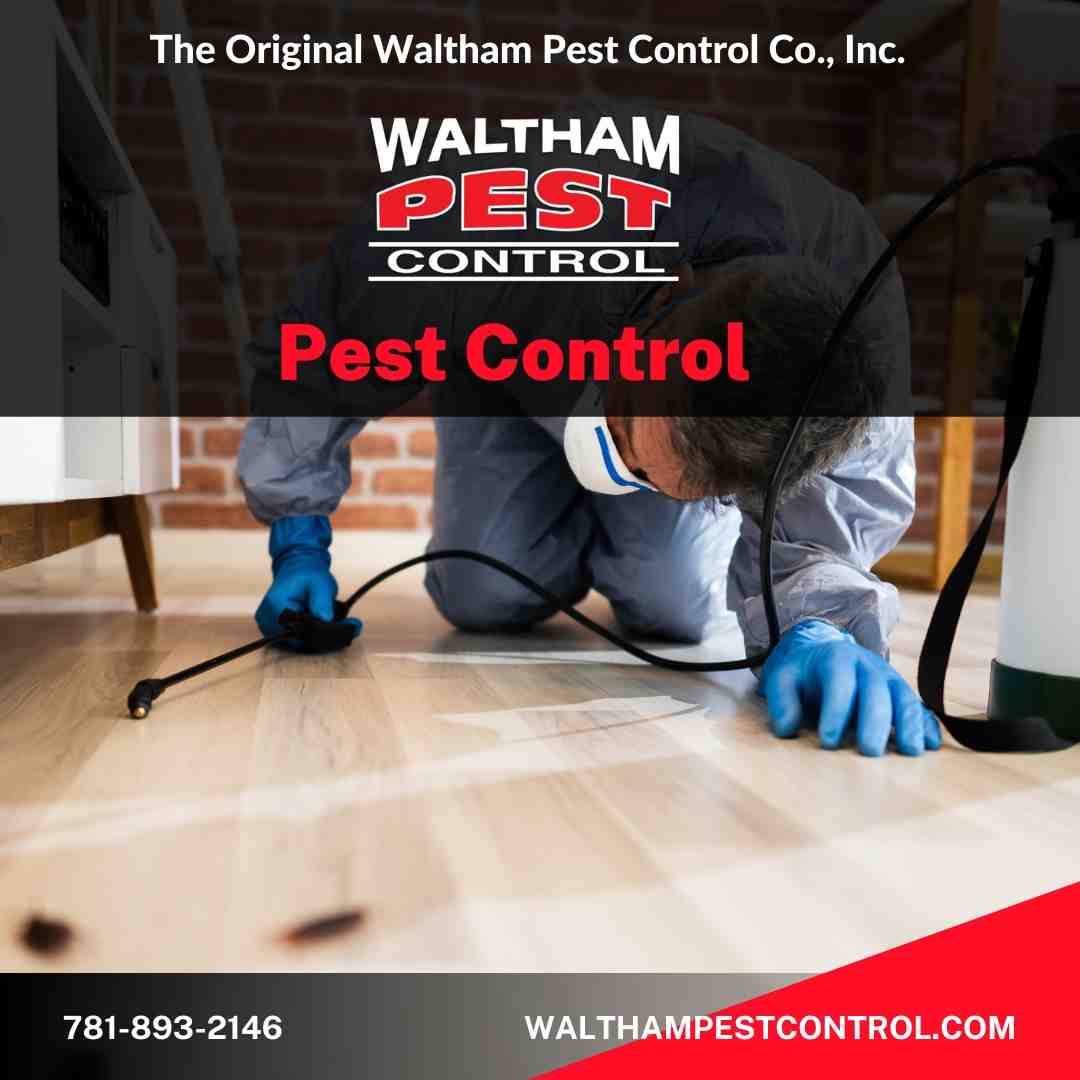 pest control - pest control in newton ma