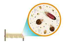 bed bugs - bed bugs home remedies