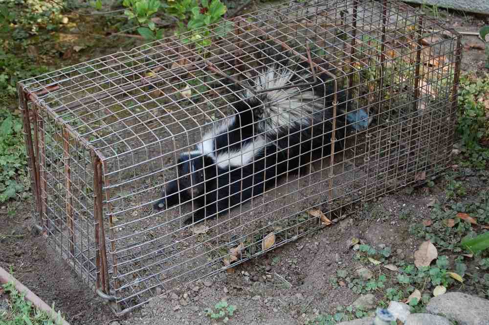 Animal Trapping Services - animal trapping services