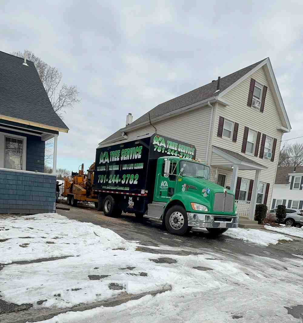 Tree pruning during winter - tree service newton ma