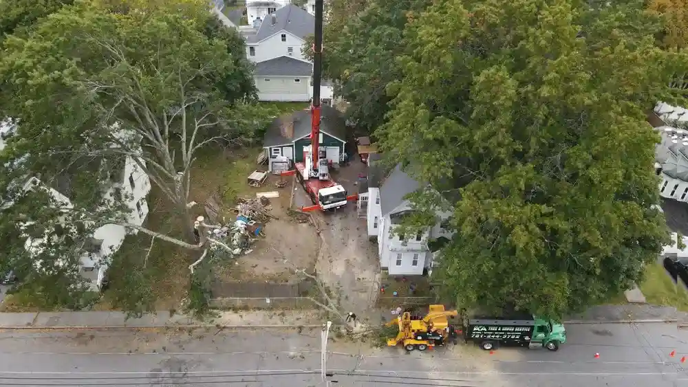 a professional tree service crew safely working on a large tree - Tree Removal Framingham MA a professional tree service crew safely working on a large tree - Tree Removal Framingham MA