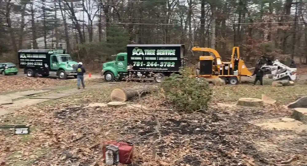tree removal service - tree service woburn ma