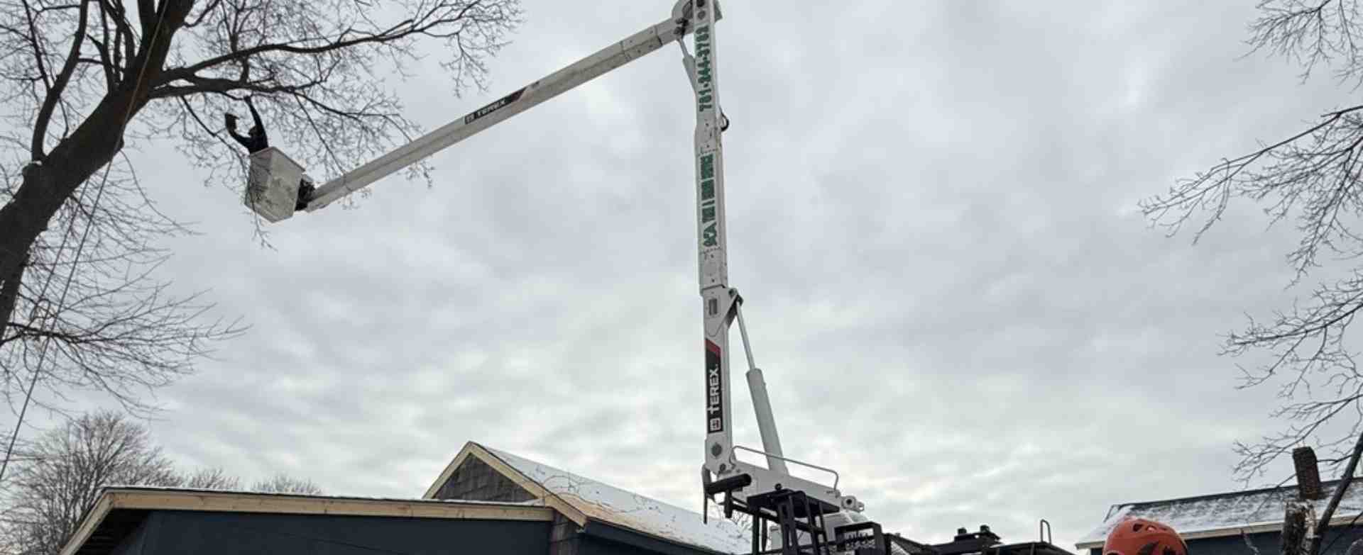 certified tree care professional safely working on a tree - tree pruning Woburn MA certified tree care professional safely working on a tree - tree pruning Woburn MA