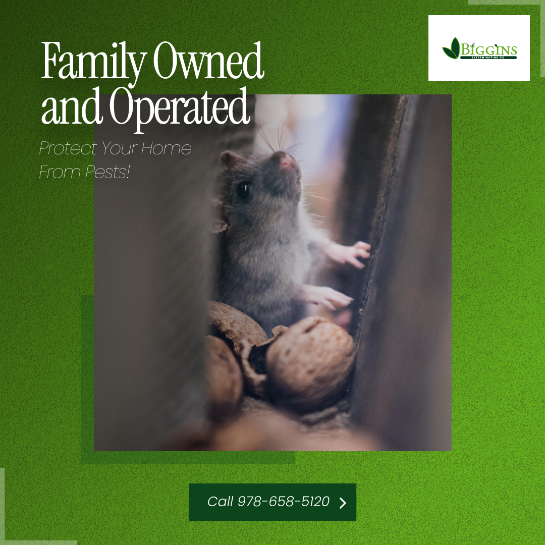 Family-safe pest control treatment being applied in Andover home - Pest Home Insepction Anodver MA