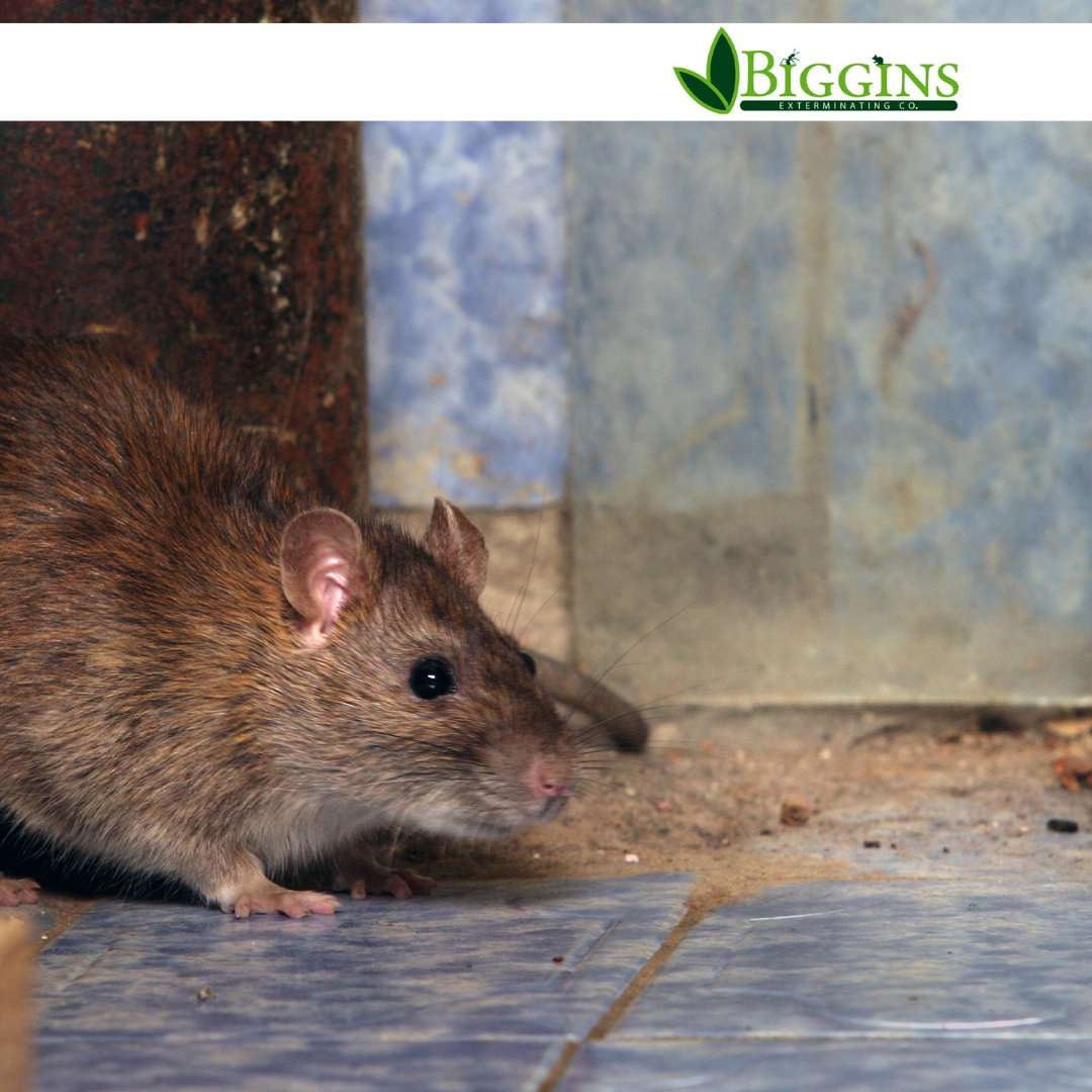 Norway rat for comparison to a house mouse - Mice removal Woburn