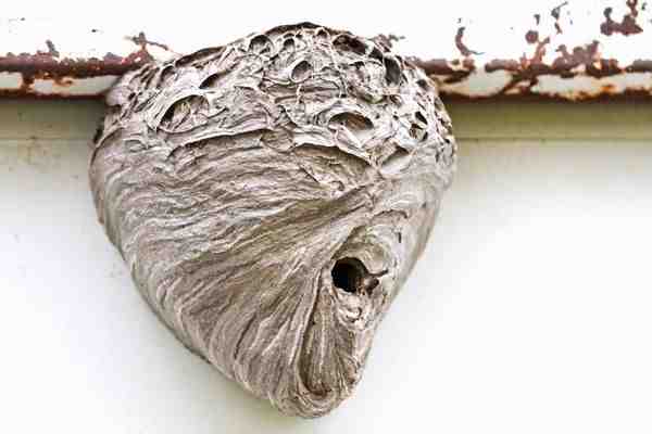 different types of hornets and their nests - average cost to remove hornets nest