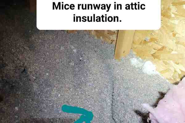 A professional technician performing a detailed home pest inspection in a Burlington attic - Pest Control Burlington MA A professional technician performing a detailed home pest inspection in a Burlington attic - Pest Control Burlington MA