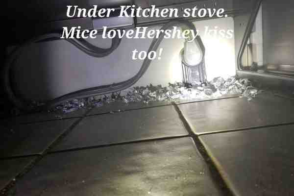 pest droppings near a food source - pest control Dracut MA