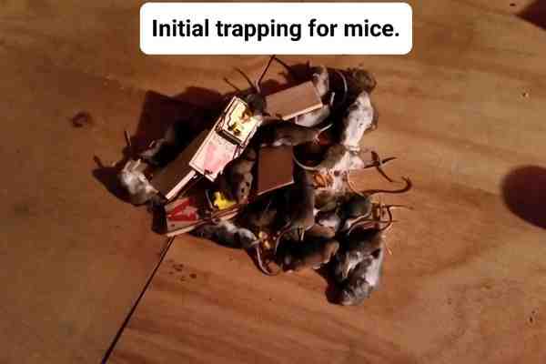 properly set snap trap along a wall - Effective rodent control methods
