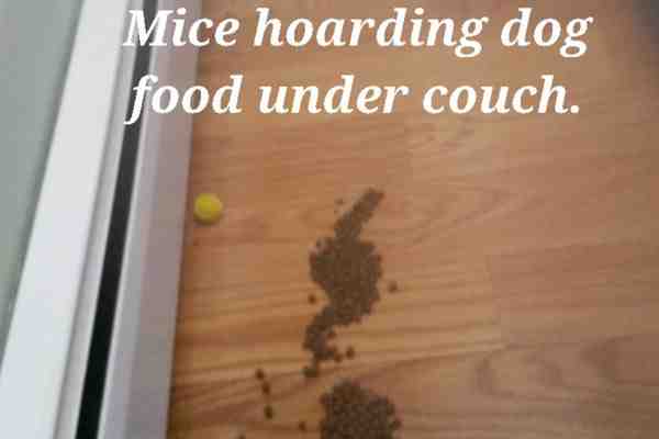 Signs of rodent infestation - Rodent control services