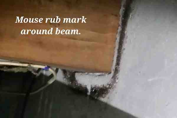 rodent control Reading MA