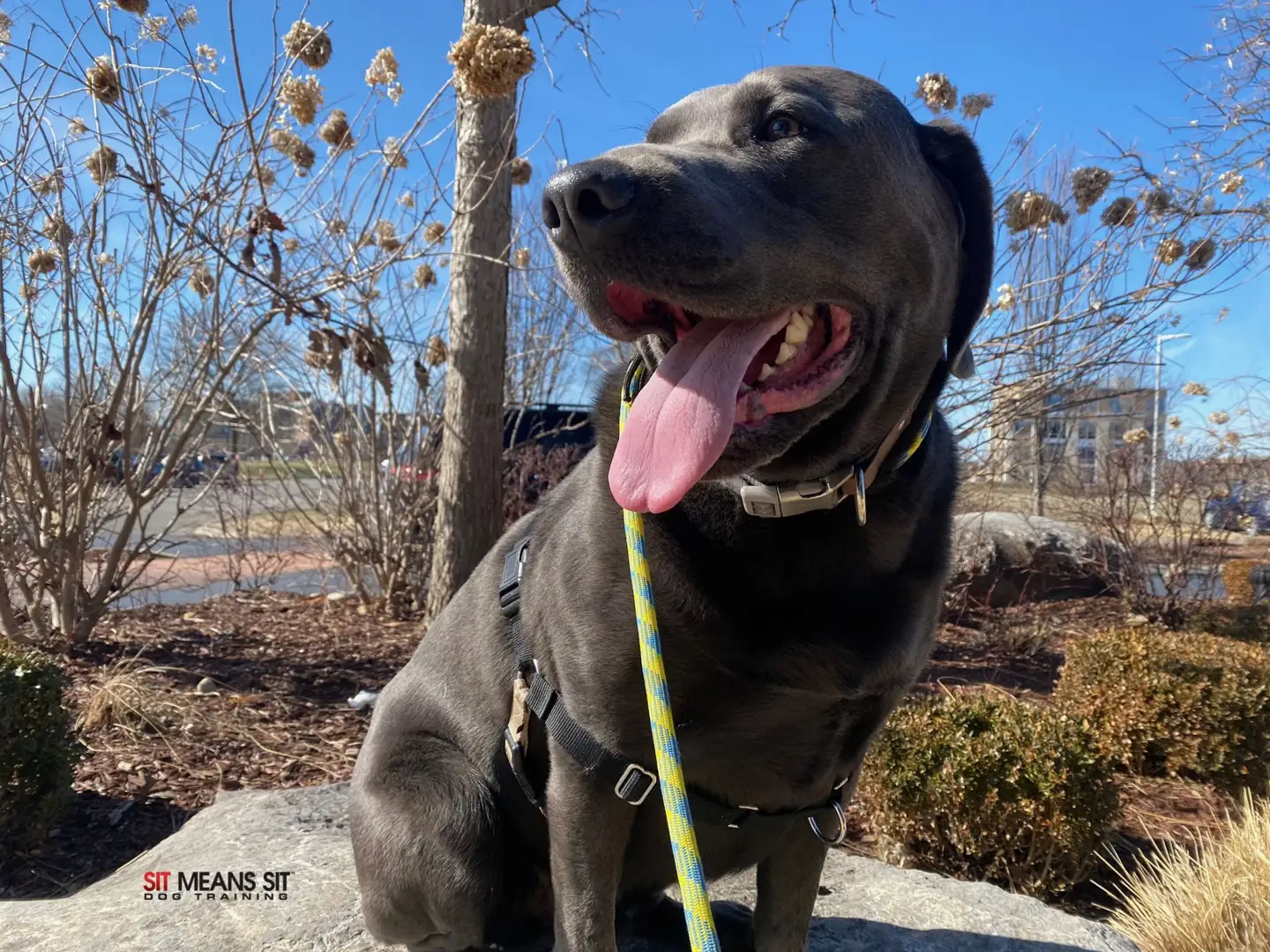 Handler using a flat collar and sturdy leather leash to guide a dog calmly past a distraction - canine aggression training Handler using a flat collar and sturdy leather leash to guide a dog calmly past a distraction - canine aggression training