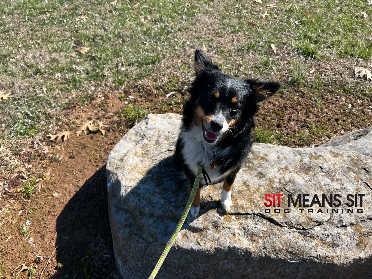 Dog calmly observing distractions in a public park while wearing a flat collar - Canine behavior solutions