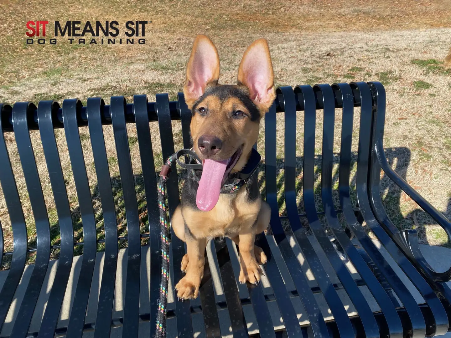 Happy, focused dog walking on a flat collar with a handler in a Murfreesboro park - fun dog training classes