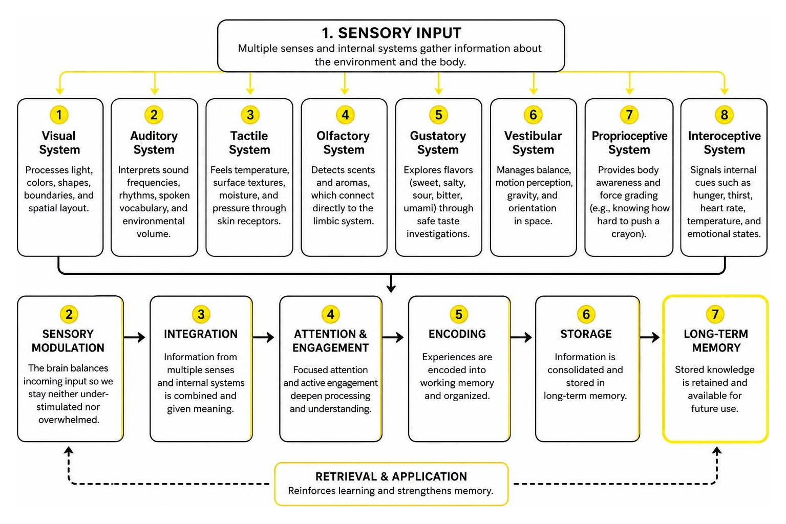 Diagram of the multi-sensory integration cycle from sensory input to long-term memory