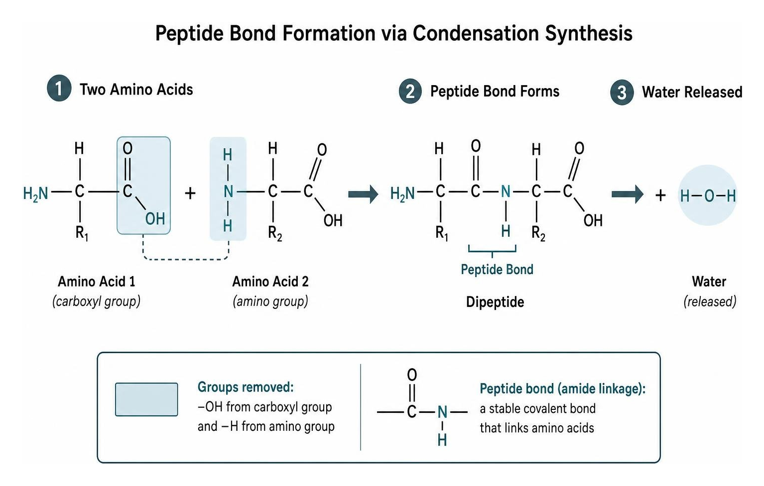Diagram illustrating peptide bond formation via condensation synthesis Diagram illustrating peptide bond formation via condensation synthesis