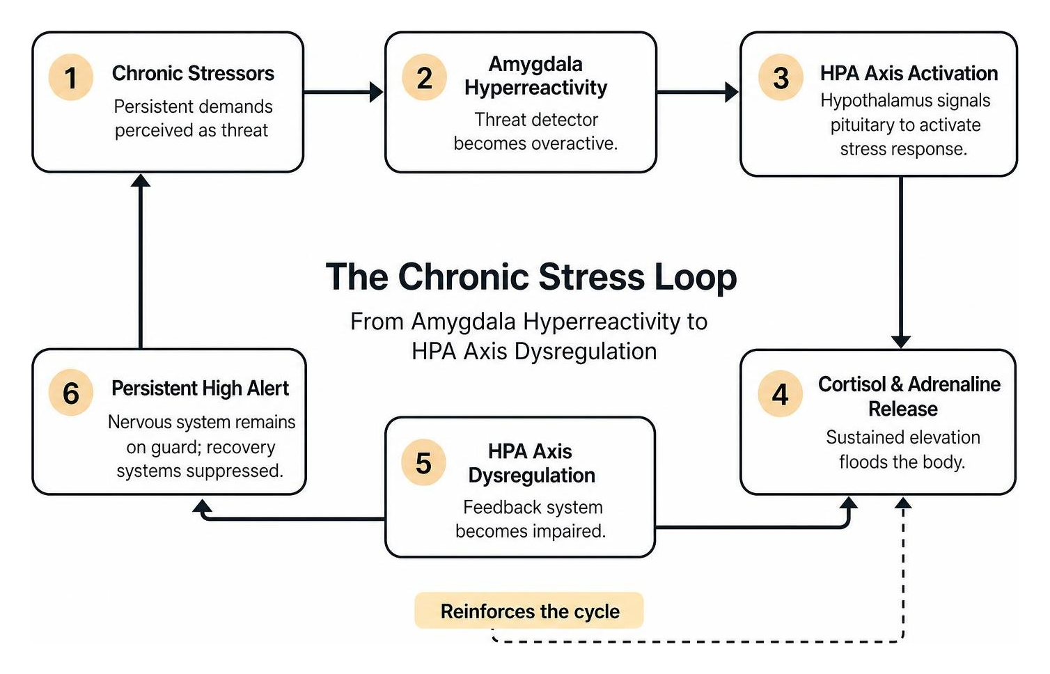 Diagram mapping the chronic stress loop from amygdala hyperreactivity to HPA axis dysregulation