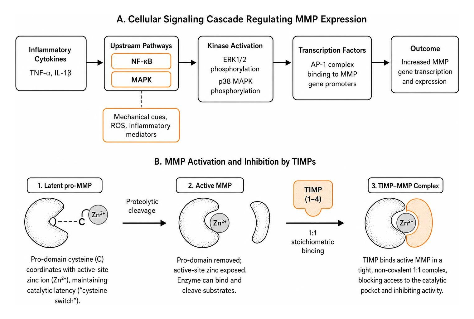 cellular signaling cascade and TIMP-MMP complex cellular signaling cascade and TIMP-MMP complex