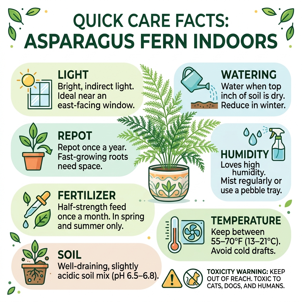 Quick care facts infographic for asparagus fern indoors - asparagus fern indoors infographic Quick care facts infographic for asparagus fern indoors - asparagus fern indoors infographic