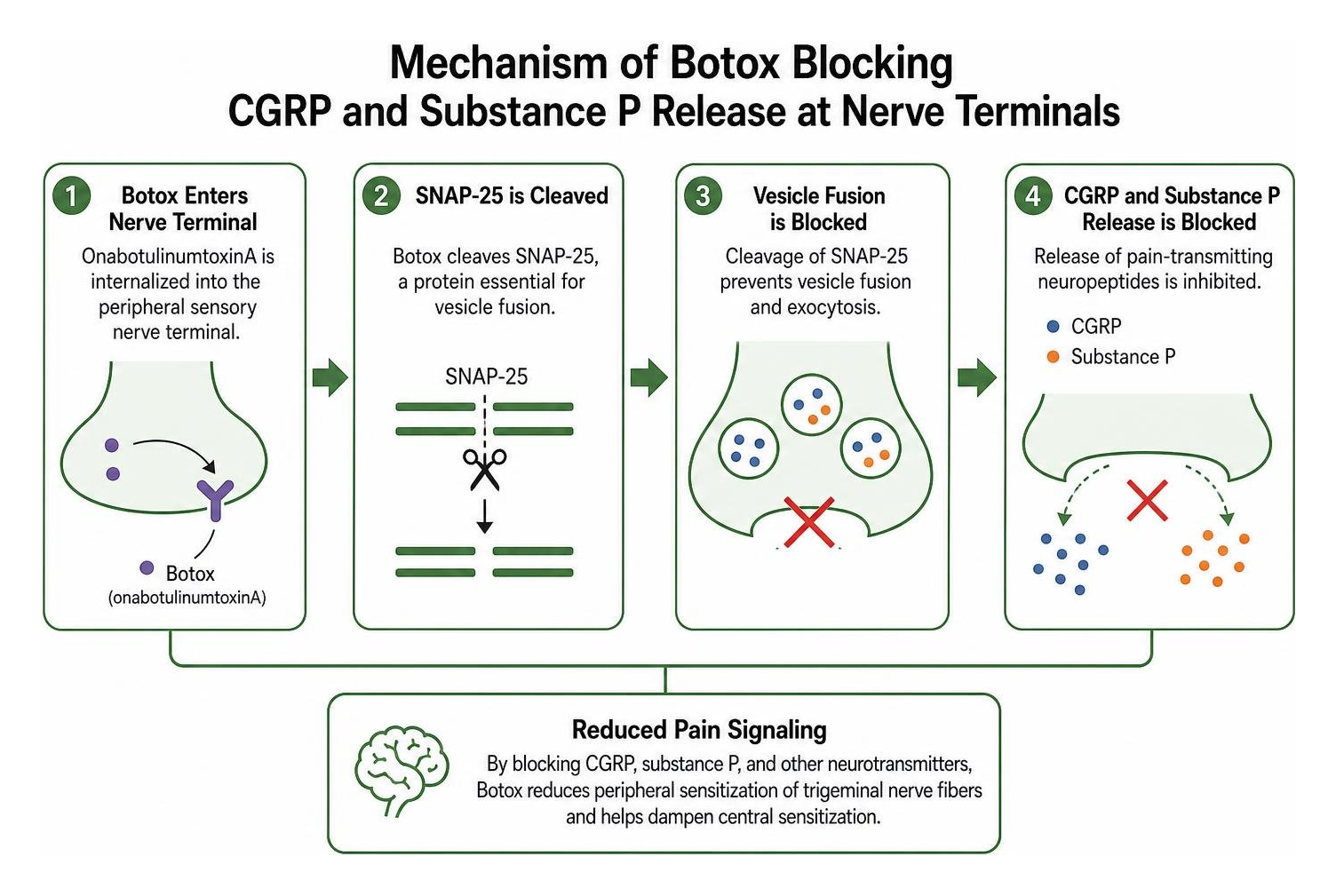 Mechanism of Botox blocking CGRP and substance P release at nerve terminals Mechanism of Botox blocking CGRP and substance P release at nerve terminals