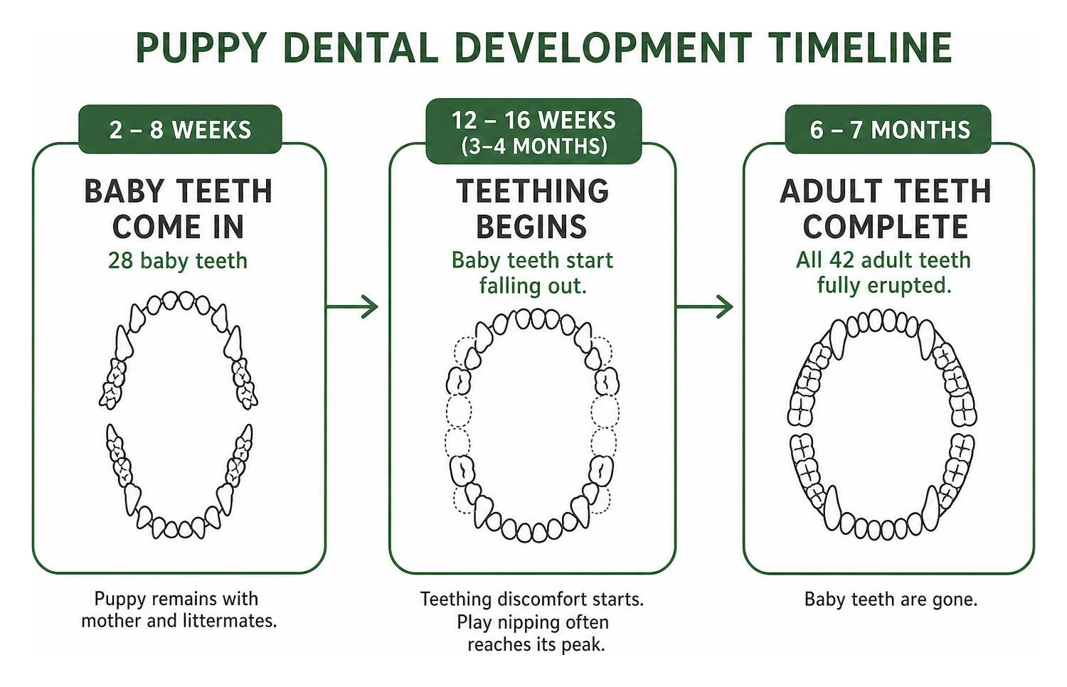 puppy dental development timeline showing baby teeth at 2-8 weeks and adult teeth by 6 months puppy dental development timeline showing baby teeth at 2-8 weeks and adult teeth by 6 months