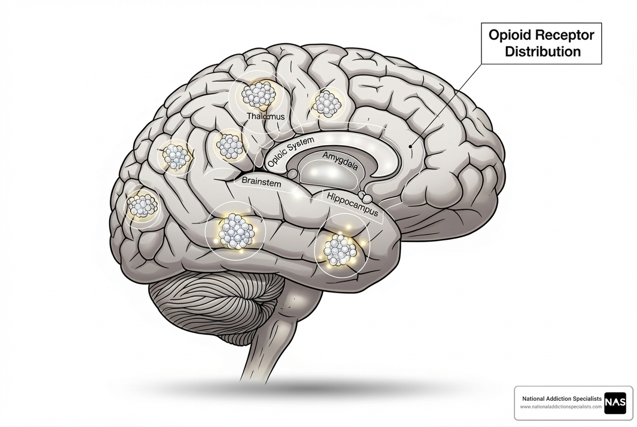 brain showing opioid receptors - suboxone and pain treatment