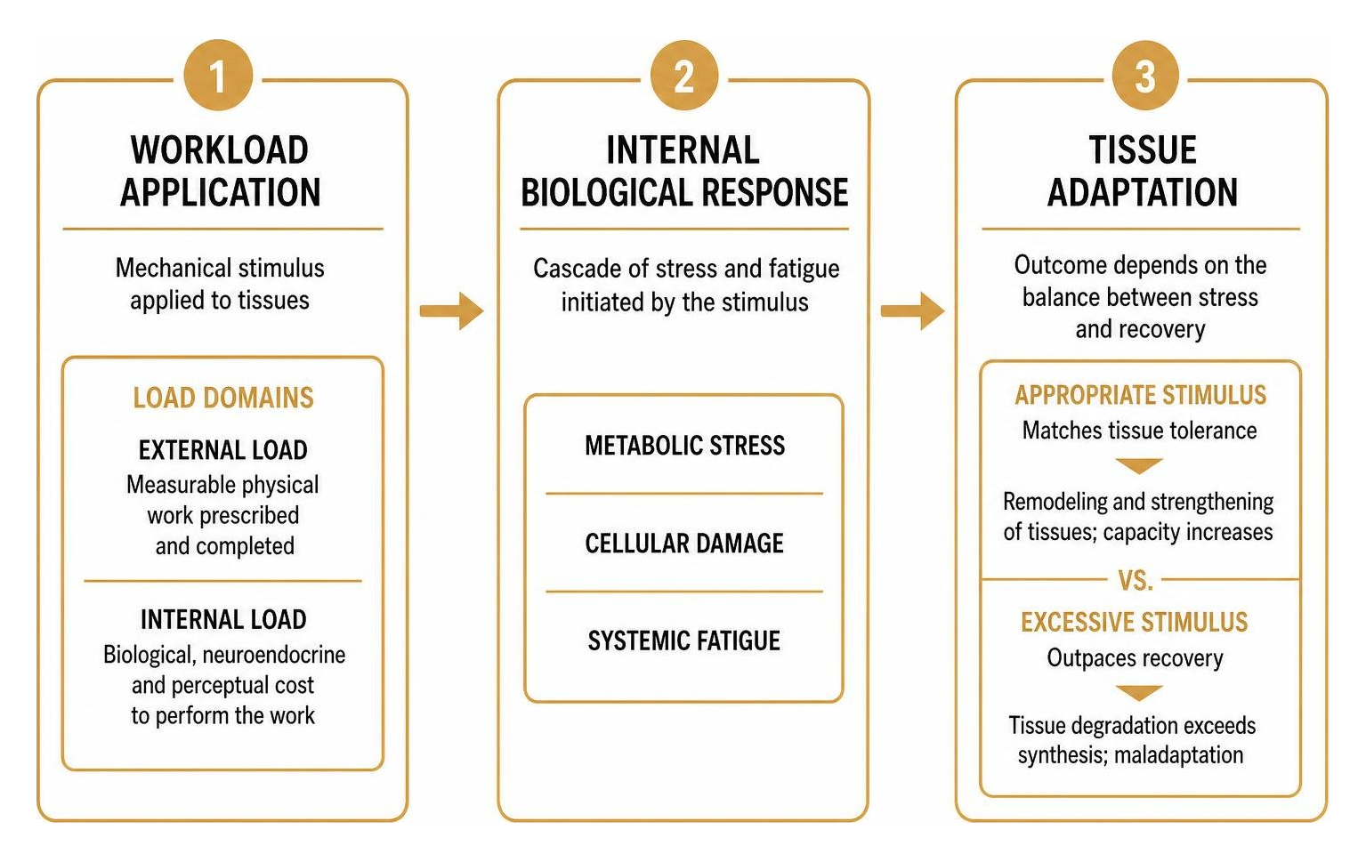 Step-by-step framework of workload application, internal biological response, and tissue adaptation Step-by-step framework of workload application, internal biological response, and tissue adaptation