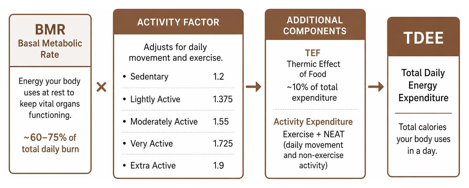 Energy expenditure flow from BMR through activity factors to reach TDEE Energy expenditure flow from BMR through activity factors to reach TDEE