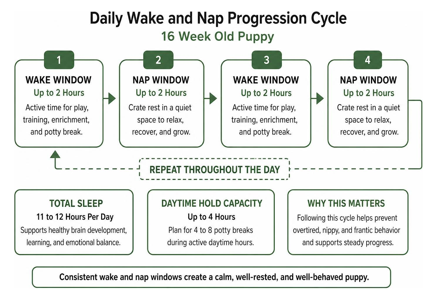 Daily wake and nap progression cycle for a 16 week old puppy Daily wake and nap progression cycle for a 16 week old puppy