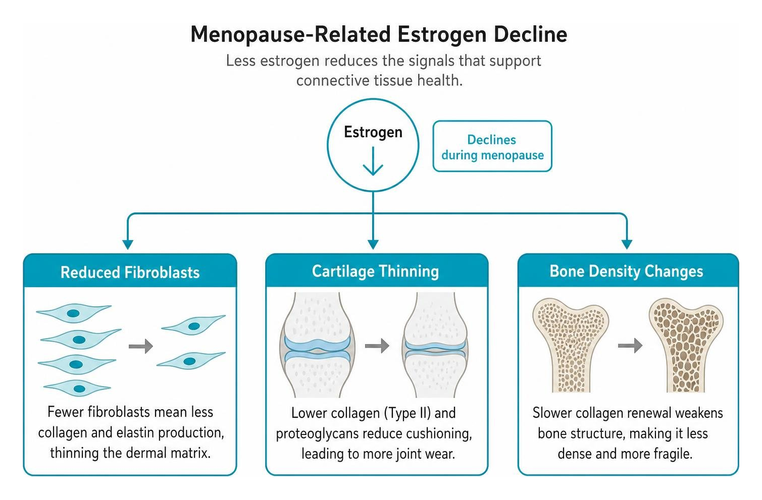 Framework showing estrogen decline leading to reduced fibroblasts, cartilage thinning, and bone density changes