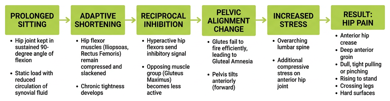 Diagram of biomechanical causes of hip pain during sitting Diagram of biomechanical causes of hip pain during sitting