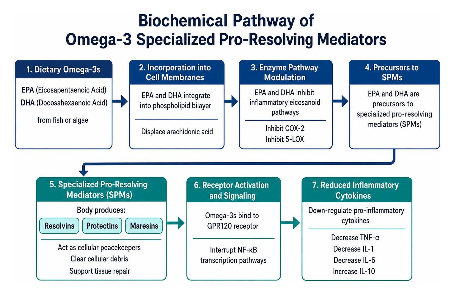 Biochemical pathway of omega 3 specialized pro resolving mediators