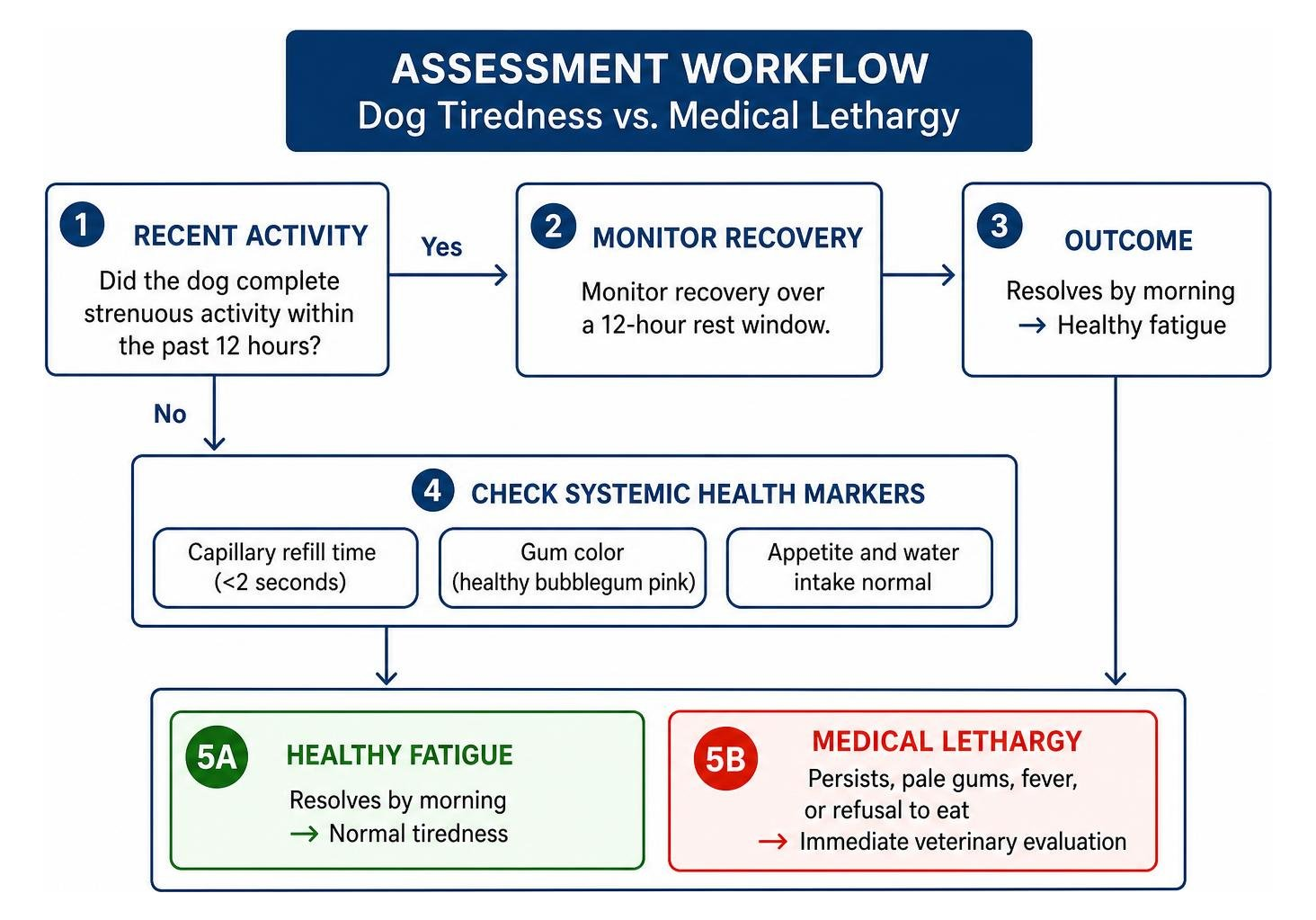 Assessment workflow for dog tiredness versus medical lethargy