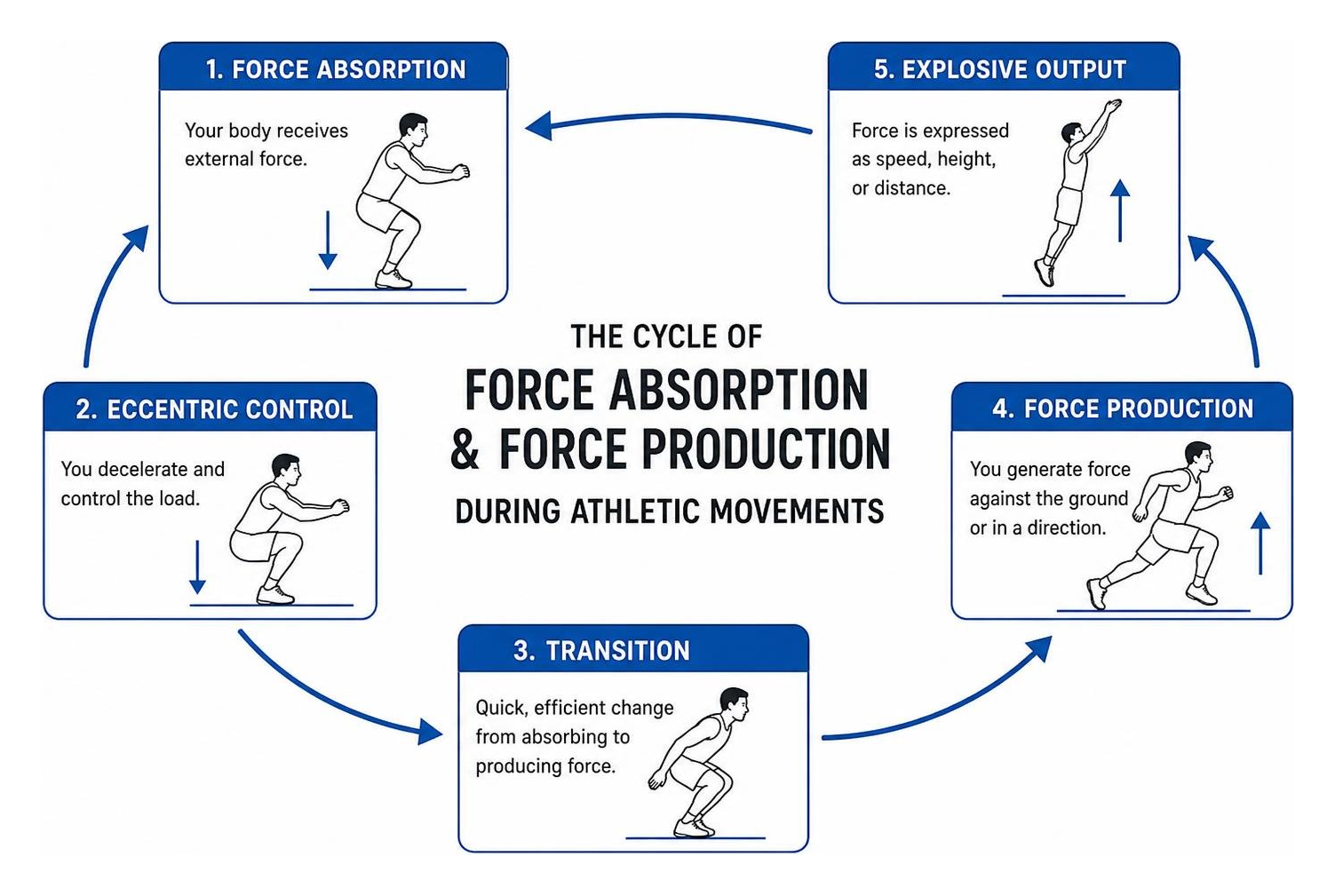 The cycle of force absorption and force production during athletic movements The cycle of force absorption and force production during athletic movements