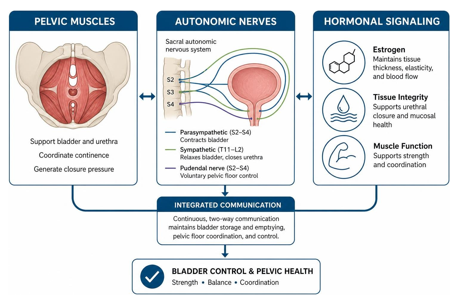 Visual diagram showing the interaction between pelvic muscles, autonomic nerves, and hormonal signaling