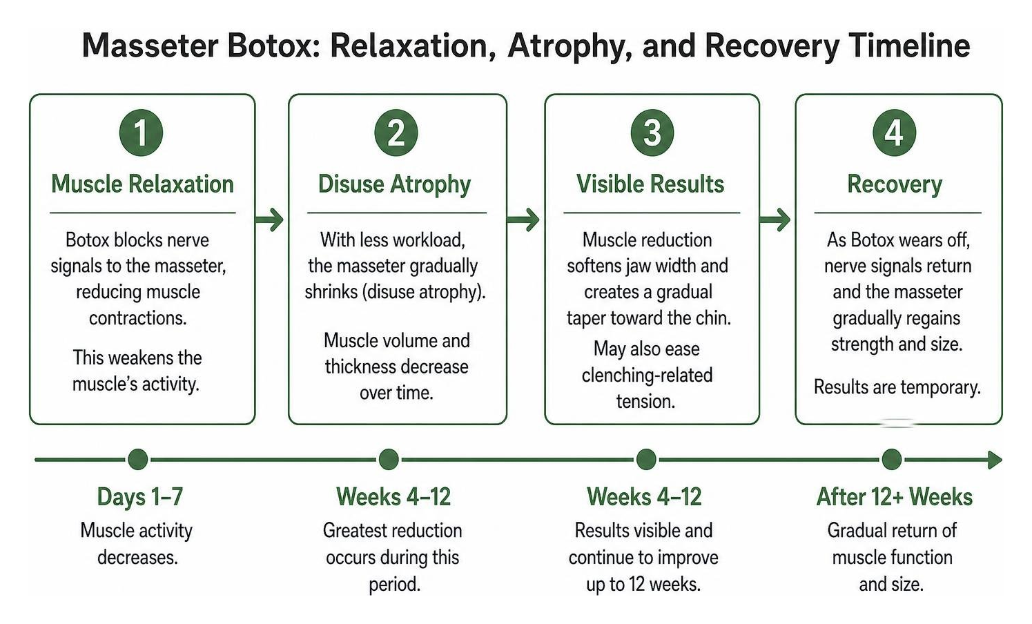 Timeline diagram of masseter relaxation, disuse atrophy, and recovery Timeline diagram of masseter relaxation, disuse atrophy, and recovery