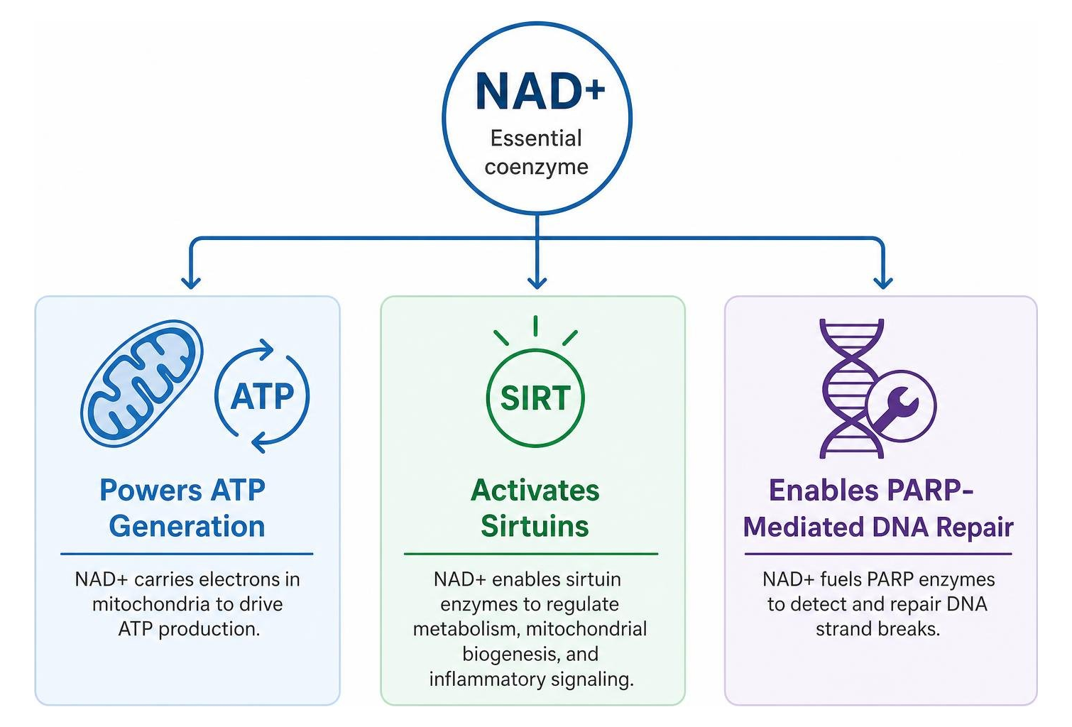 Diagram showing how NAD+ powers ATP generation, sirtuin activation, and PARP-mediated DNA repair Diagram showing how NAD+ powers ATP generation, sirtuin activation, and PARP-mediated DNA repair